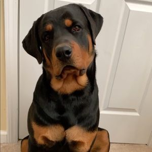 Meet your Posher, Peyton